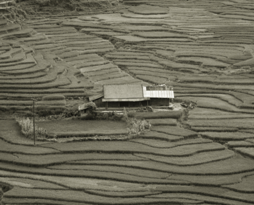 VIETNAM- rýžová pole