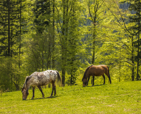 Lužná-Pastviny Huculských koní