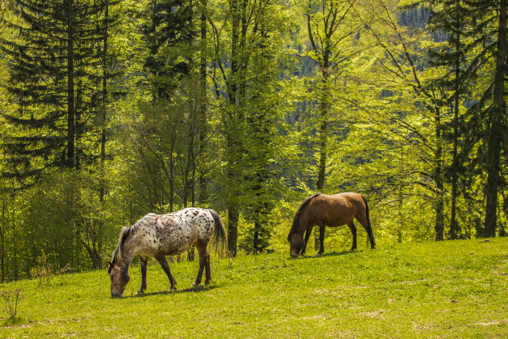 Lužná-Pastviny Huculských koní