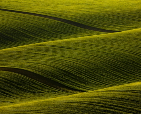 fotografie krajiny Velké Karlovice – zelené vlny pole