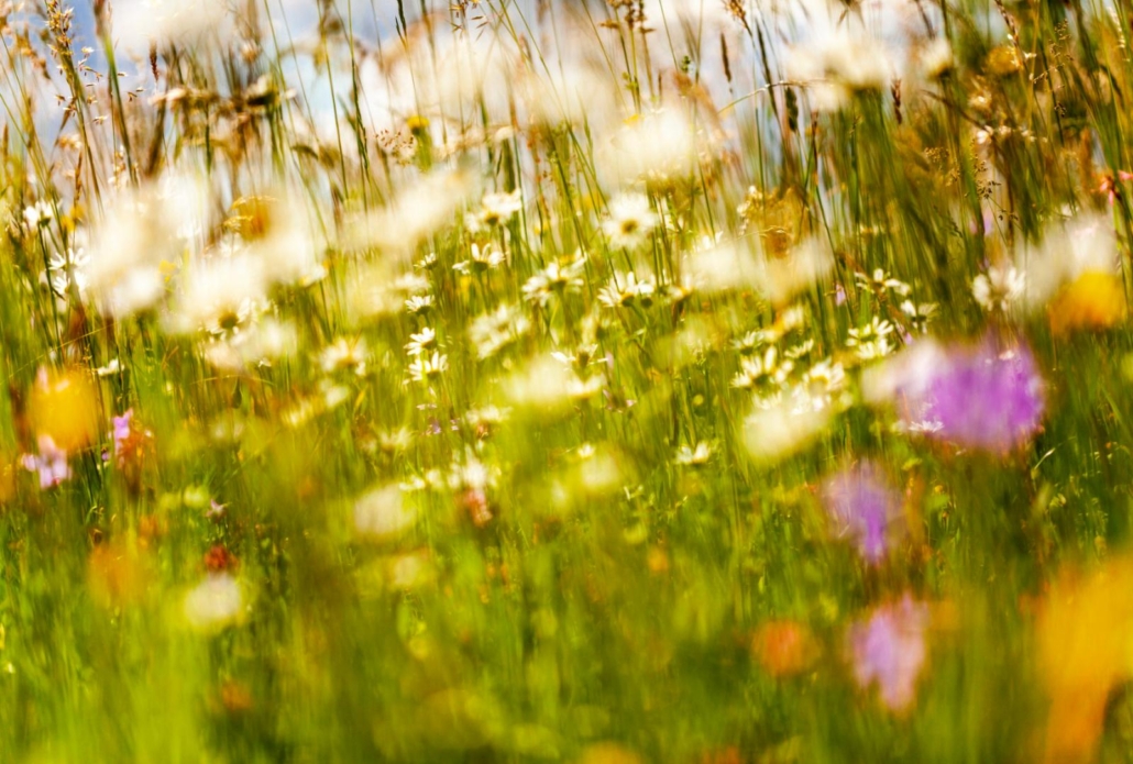 detail přírody Velké Karlovice – rozkvetlá louka