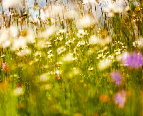 detail přírody Velké Karlovice – rozkvetlá louka